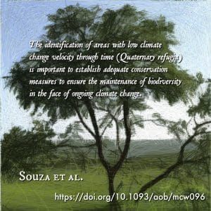 Historical refugia and origins of genetic diversity in a Neotropical savanna tree species