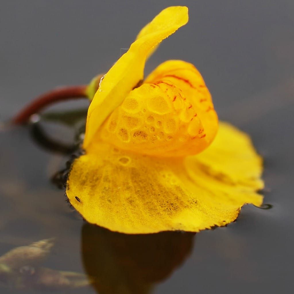 Utricularia vulgaris