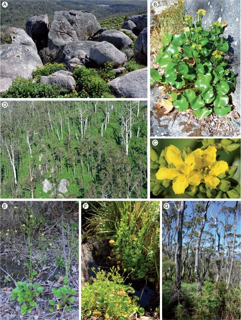 Ornduffia species and habitat in the Porongurup Range, south-western Australia.