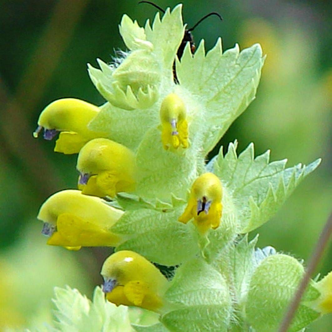 Rhinanthus alectorolophus