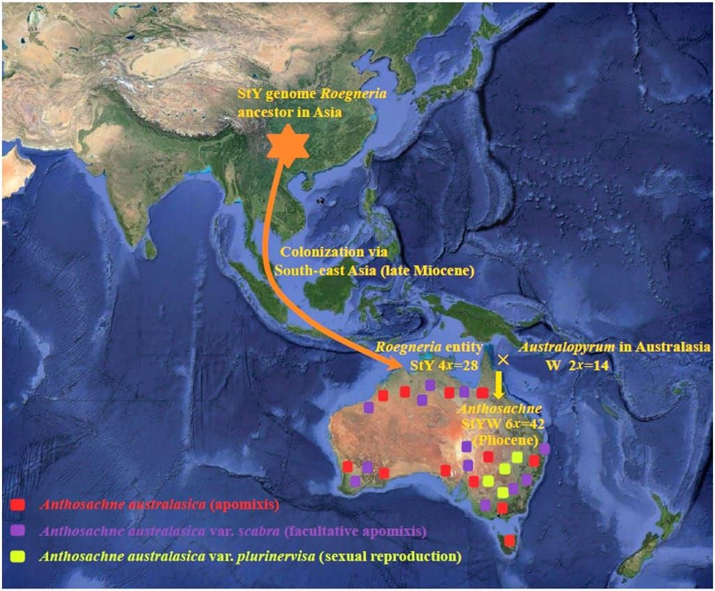 Scheme de monstrating the process of the colonization of Roegneria entity during the late Miocene, the speciation of Anthosac