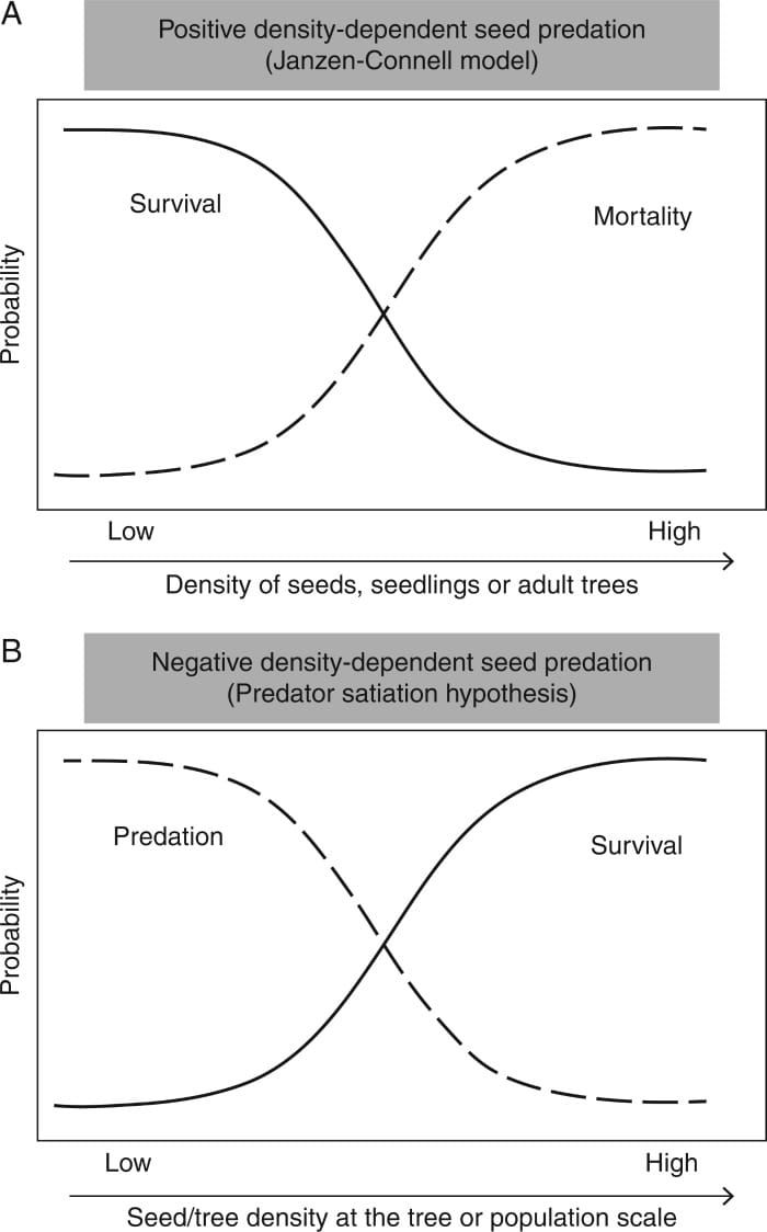 Hypotheses and predictions about the probability of seed survival or predation as a function of the density of seeds, seedlin