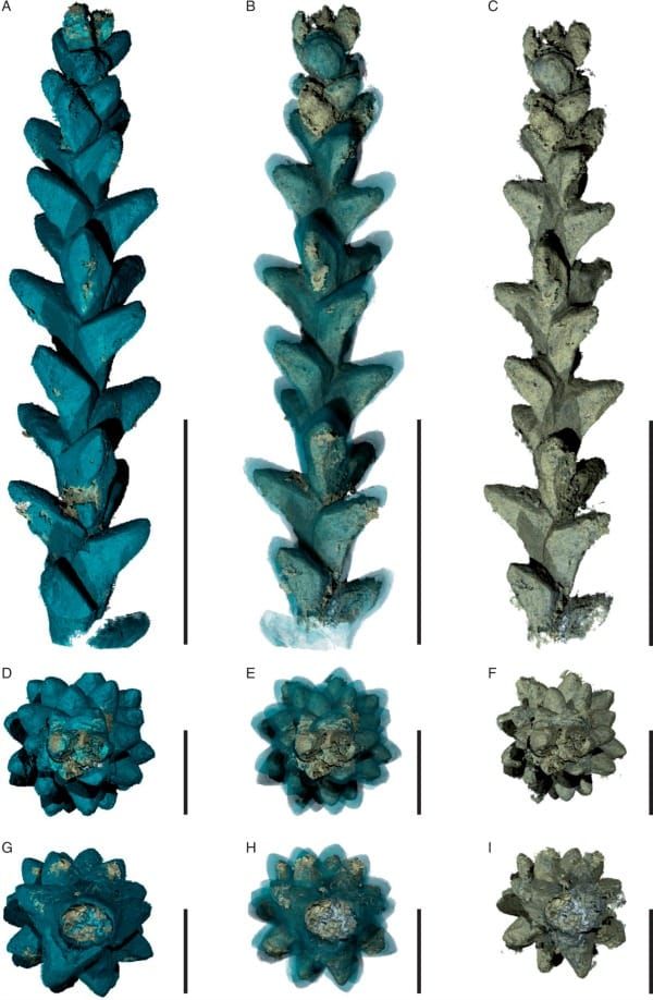 PPC-SRμCT, 3D renderings of the leafy axis of Glenrosa carentonensis, specimen IGR.BUZ-7.