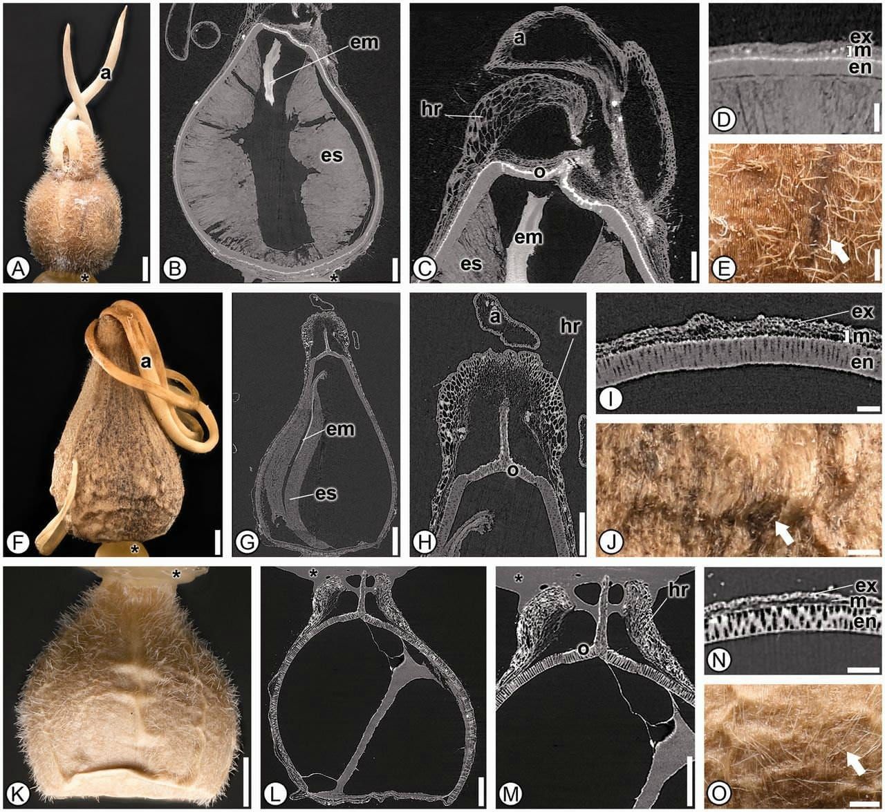 Seed anatomy in Lowiaceae.
