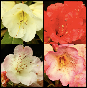 Why is population information crucial for taxonomy?