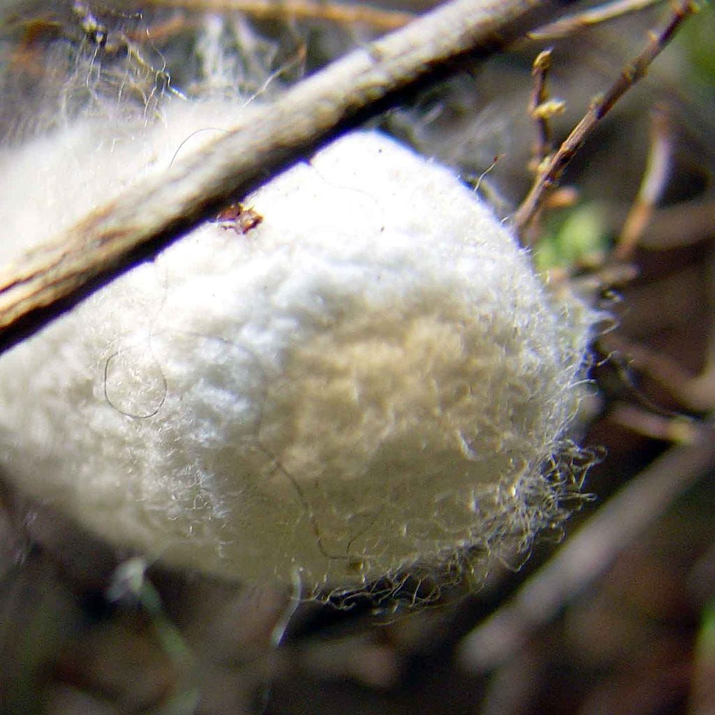 Silkmoth cocoon