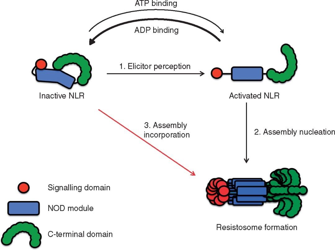 Model for signalling by cooperative assembly formation (SCAF) of plant NLRs.