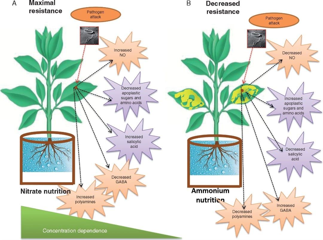 The role of nitrogen in plant defence