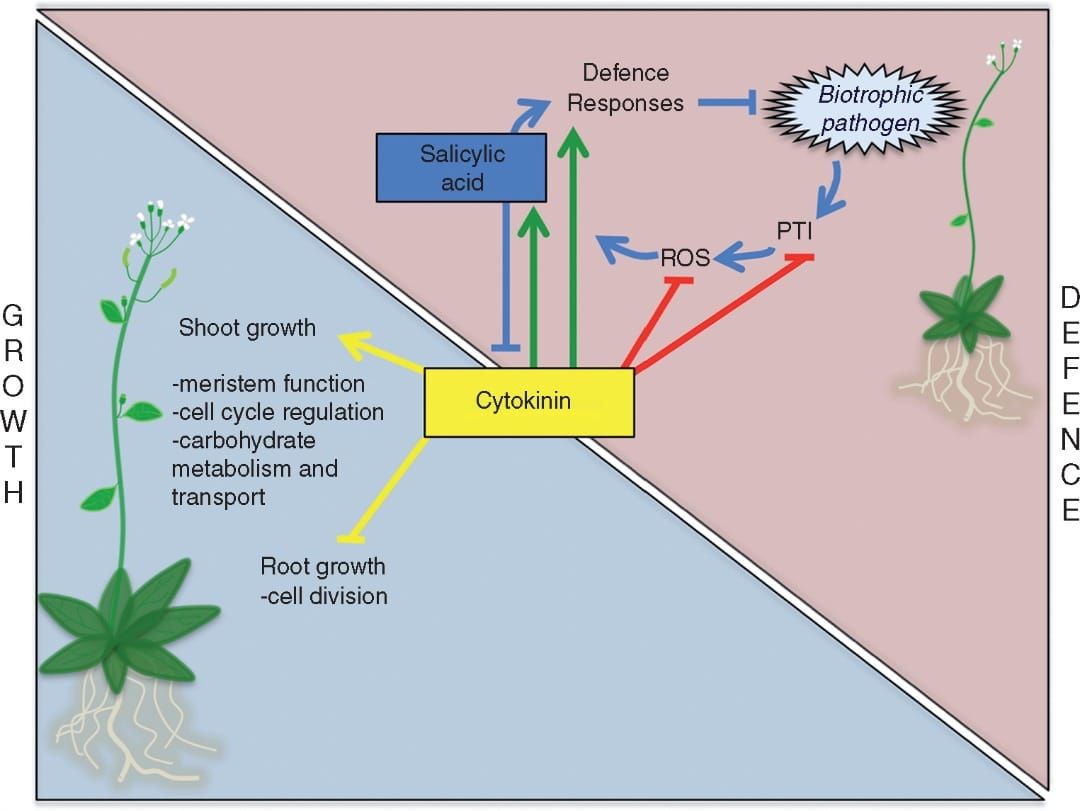 Schematic representation of the role of cytokinins in plant growth and defence against biotrophic pathogens, and in the growt