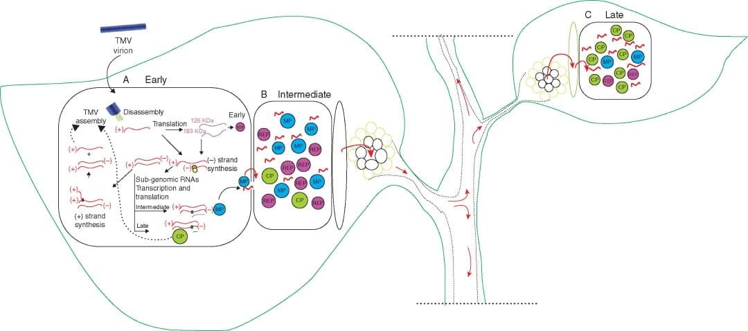 Schematic view of the proposed events associated with the replication and movement of TMV.