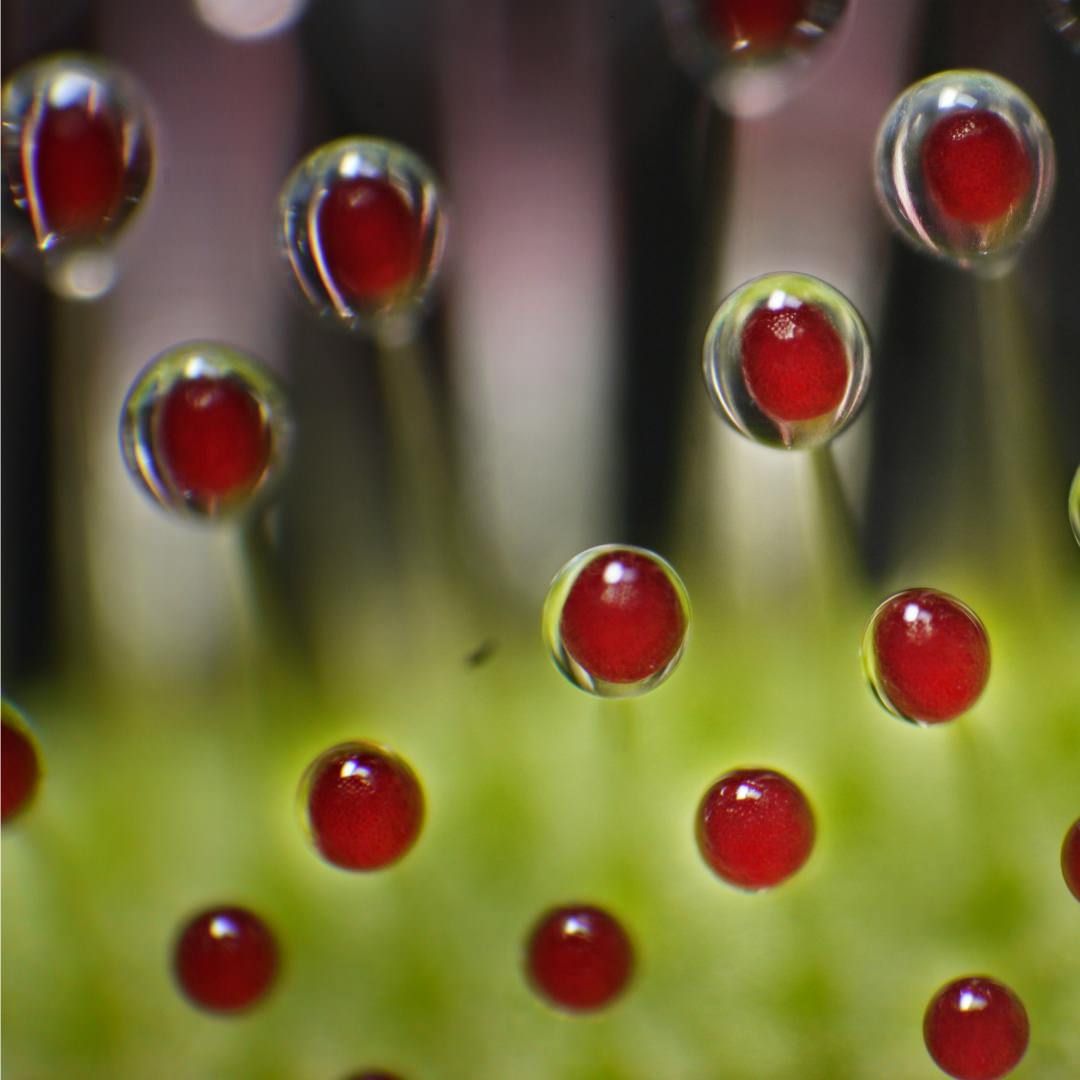 Drosera / Sundew.