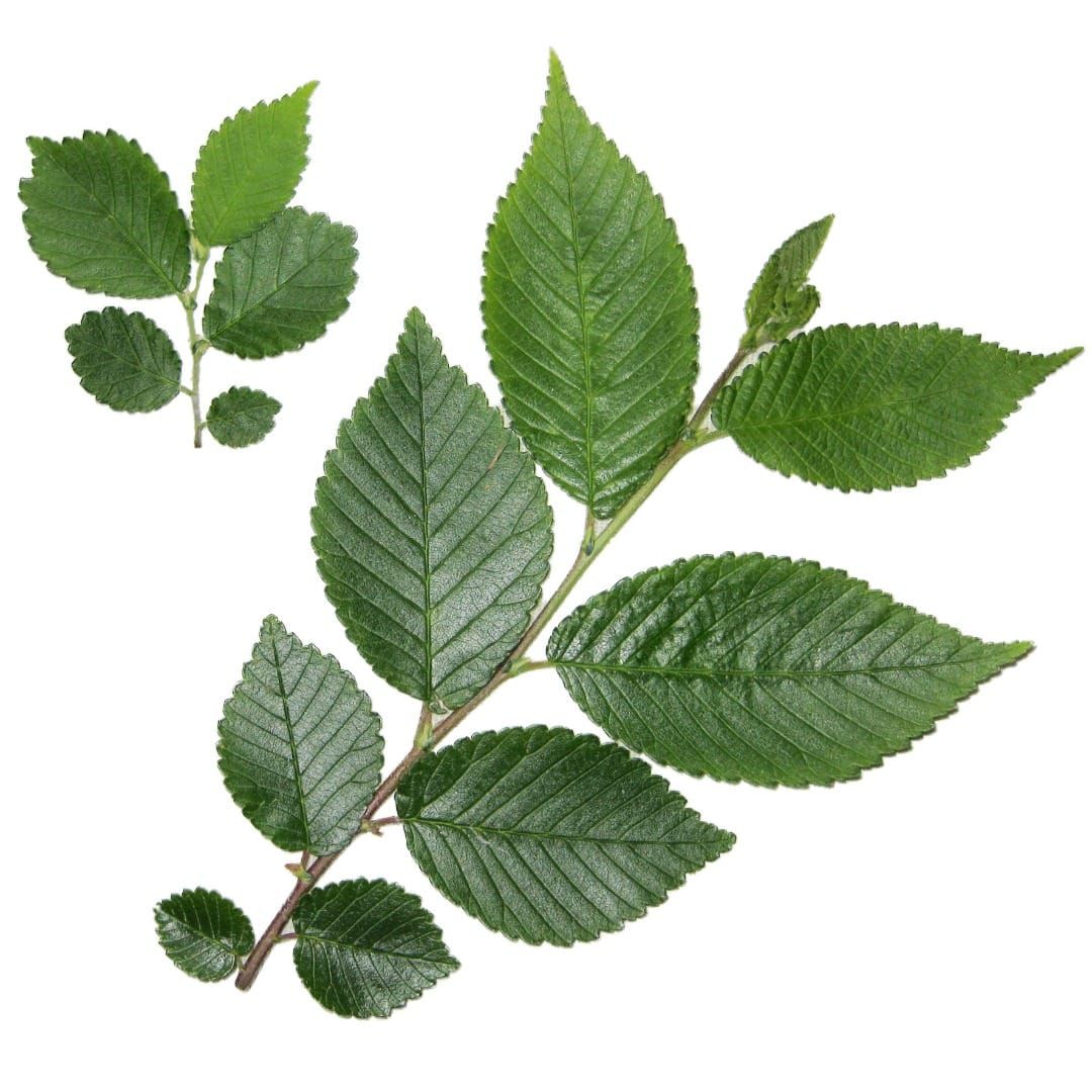 Small and large twigs