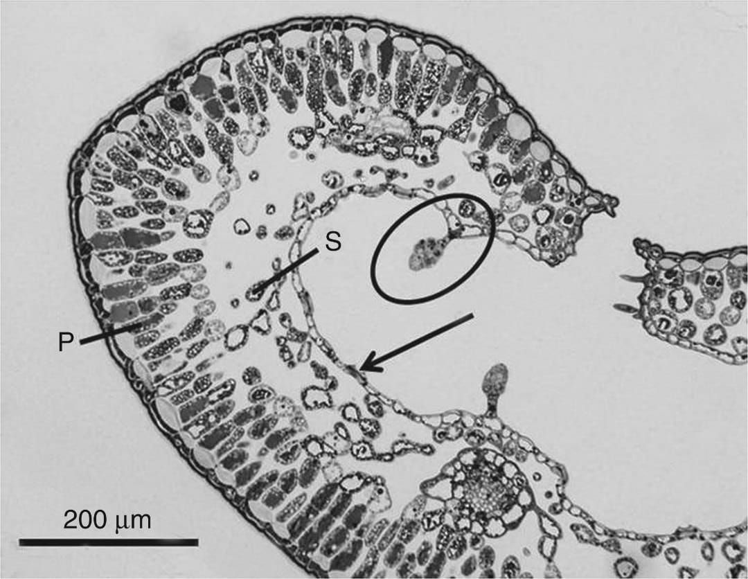 Light microscopy image of a cross-section of an Empetrum hermaphroditum leaf with glandular trichome (circle) and stoma (arro