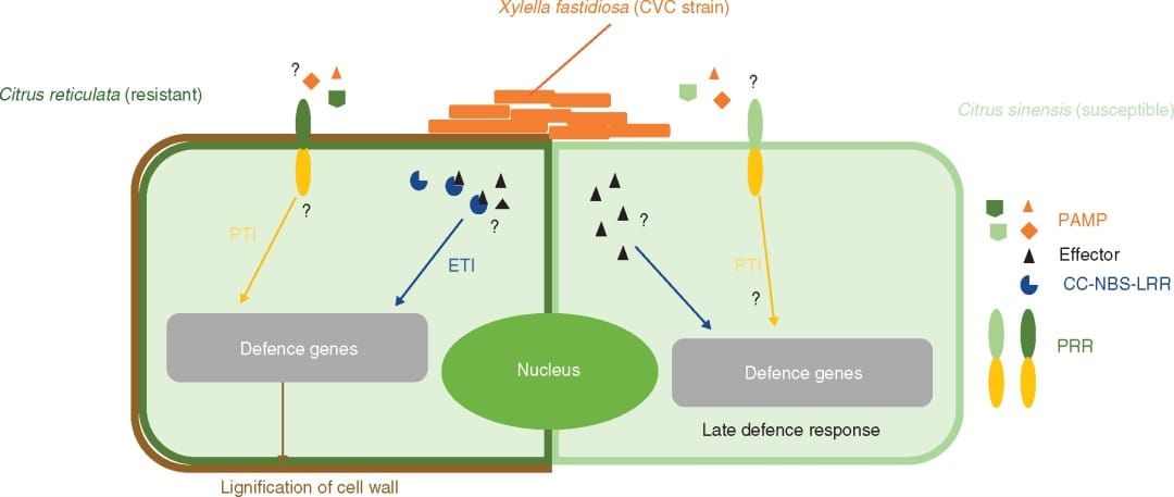 Schematic representation of X. fastidiosa interaction with resistant and susceptible genotypes.