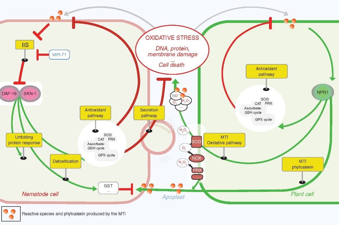 How do plant-parasitic nematodes alleviate the stress of an apoplast ‘on fire’?
