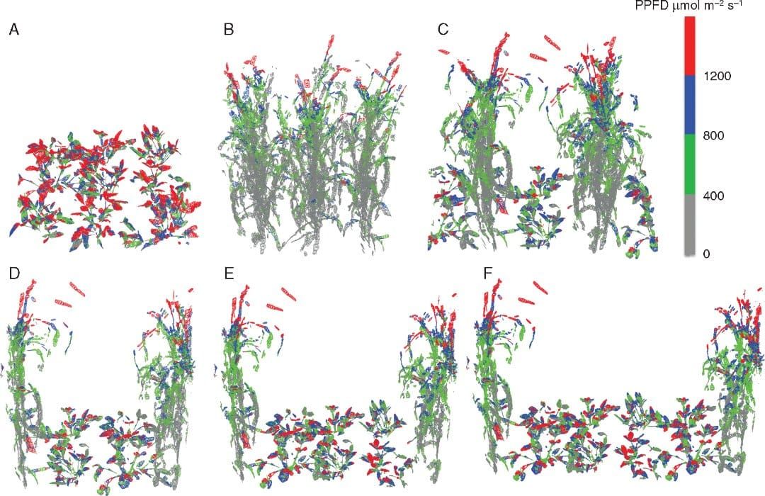 Representative reconstructed canopies with the maximum PPFD ranges colour coded for 1200 h.