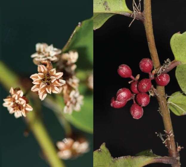 Amborella flowers and drupes (fleshy indehiscent stone-fruits),