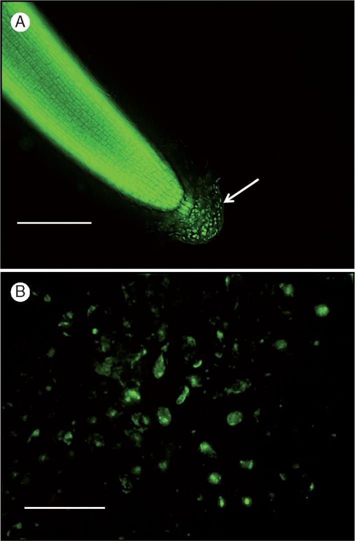 Characterization of root border-like cells (BLCs) of Heliophila coronopifolia using the fluorescent dye Syto-9, which binds t