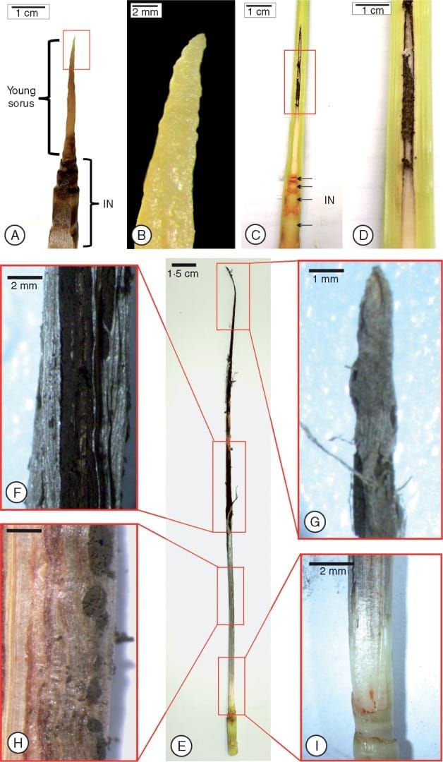 Stages of soral development in the ‘RB925345’ sugarcane cultivar..