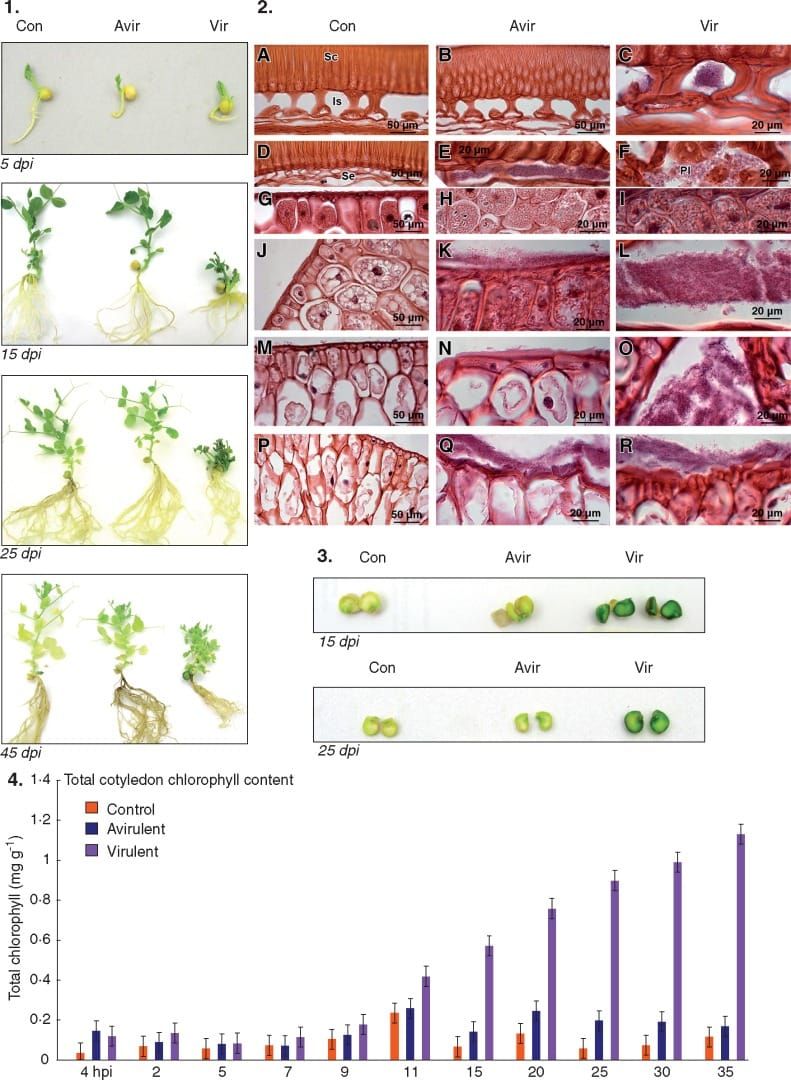 Response of Pisum sativum following seed inoculation with Rhodococcus fascians.