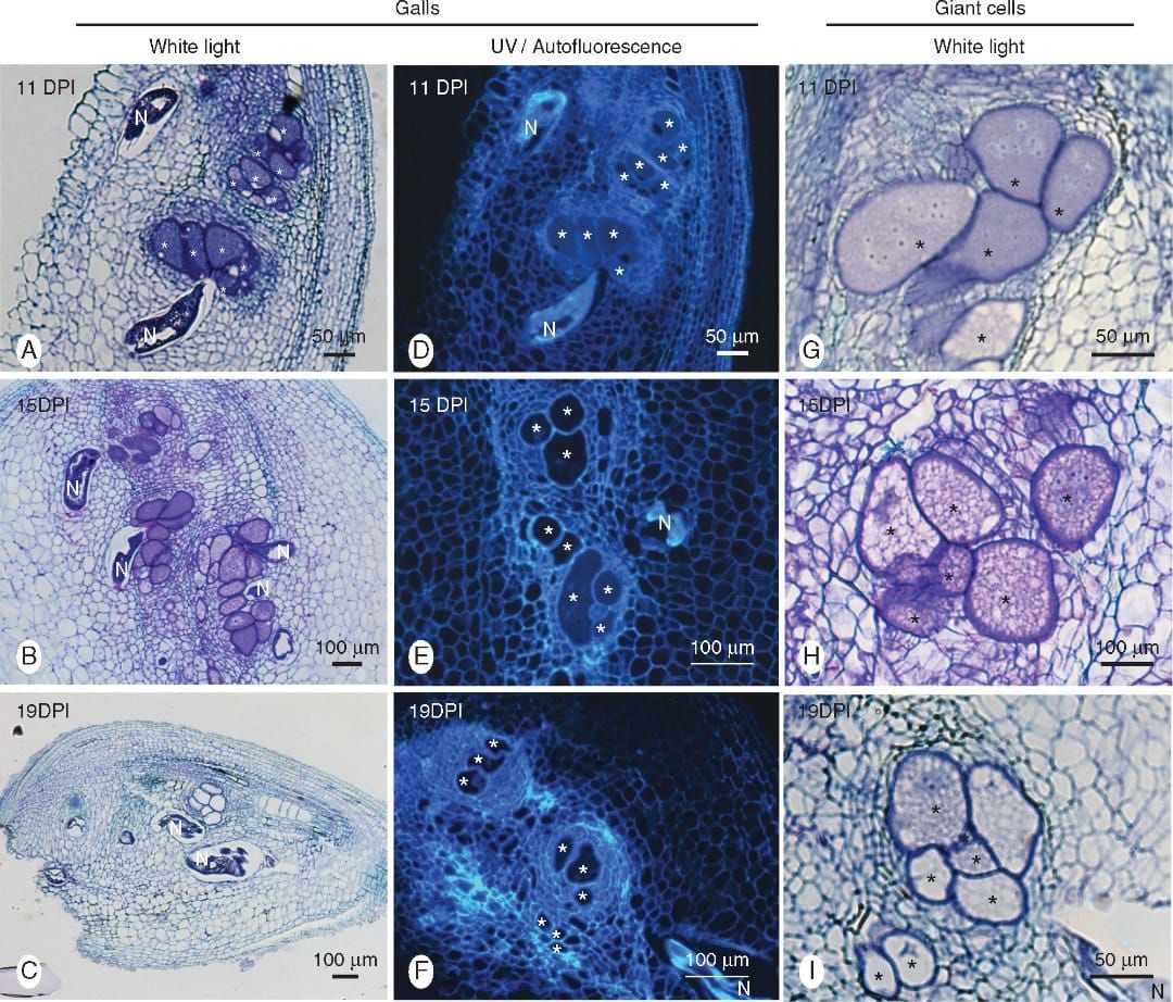 Histological analysis of galls induced by Meloidogyne graminicola in resistant rice (Oryza glaberrima TOG5681) roots.