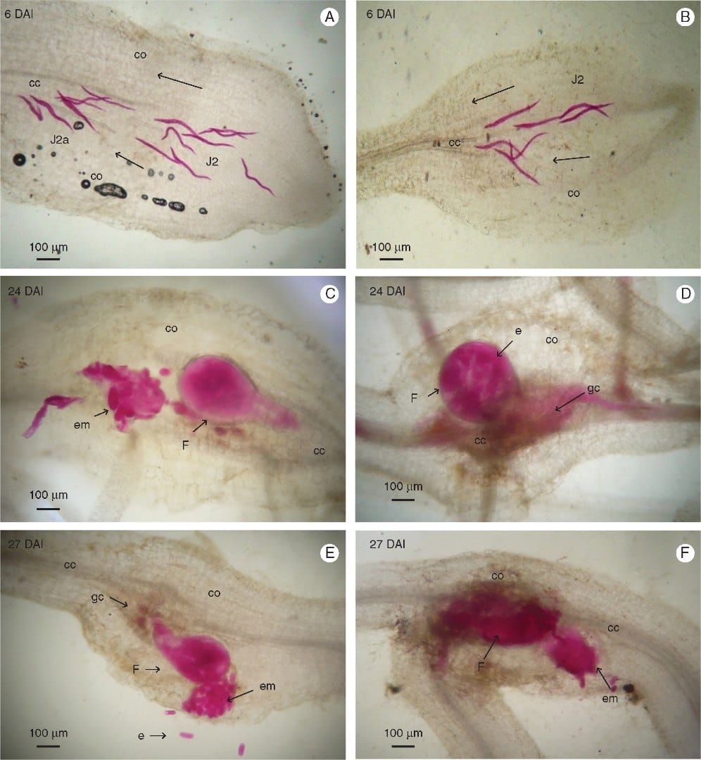 Histopathological examination of root sections of Musa acuminata genotypes CAV (left) and 4279-06 (right) infected with Meloi