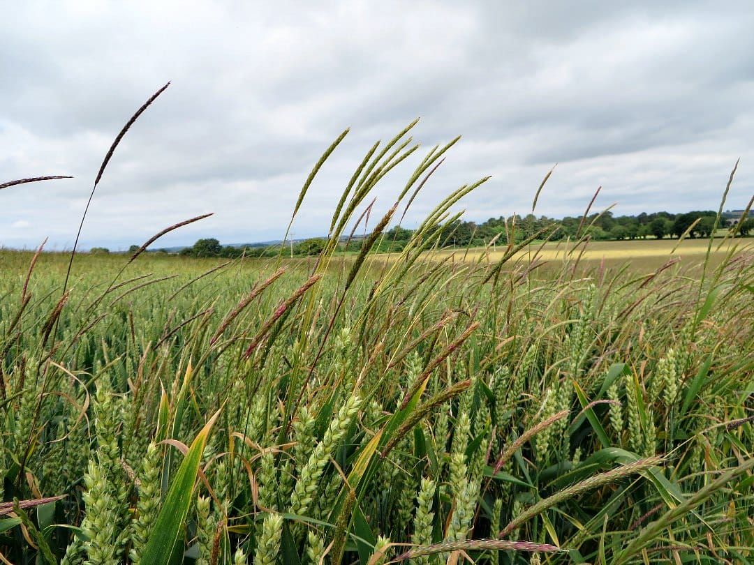 black-grass and wheat