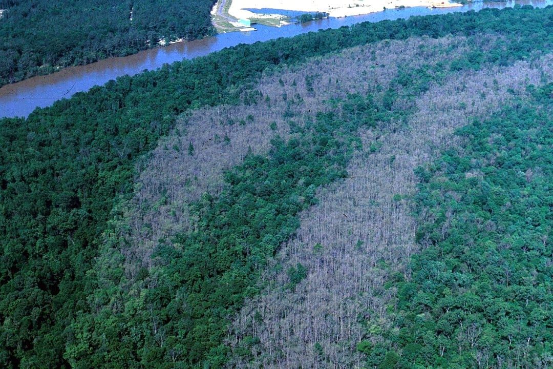 Forest strips defoliated by an insect pest