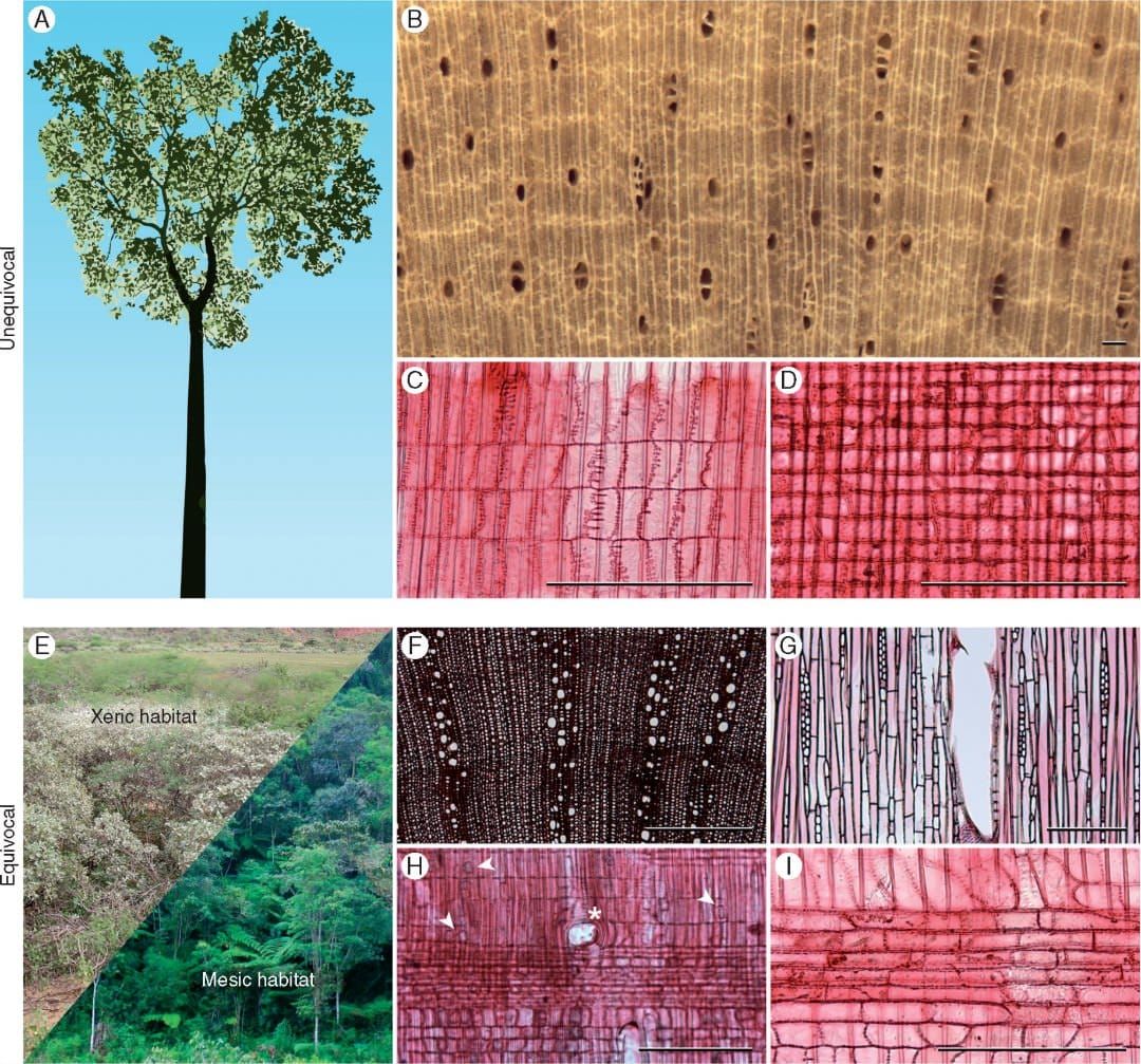 Images (including light micrographs) of character states (unequivocal and equivocal) present in ancestral Croton inferred via