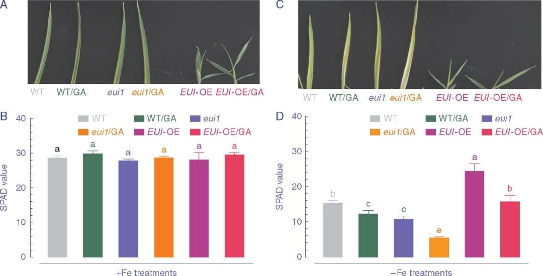 Effect of GA application on leaf chlorophyll of WT (ZS 97), eui1 and EUI-OE plants grown under Fe-sufficient and Fe-deficient