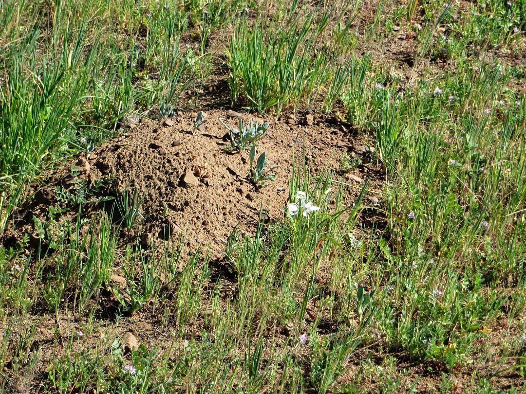 Disturbance by a native fossorial rodent favours plant invasion in arid shrubland