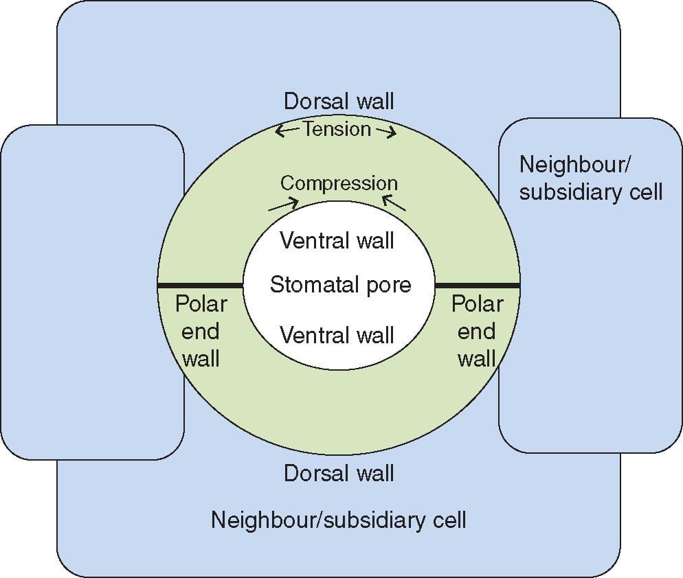Schematic representation of a stomatal complex.