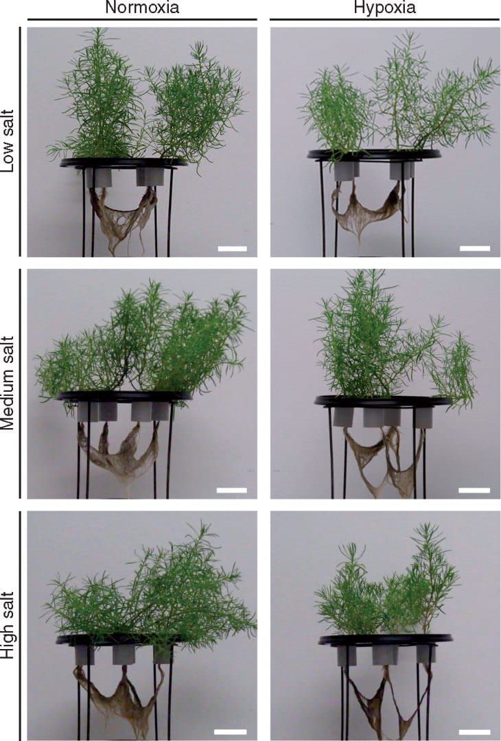 Phenotype of Suaeda maritima grown under different salt concentrations and normoxic and hypoxic conditions