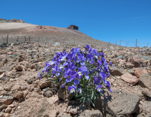 Species-environment interactions changed by introduced herbivores