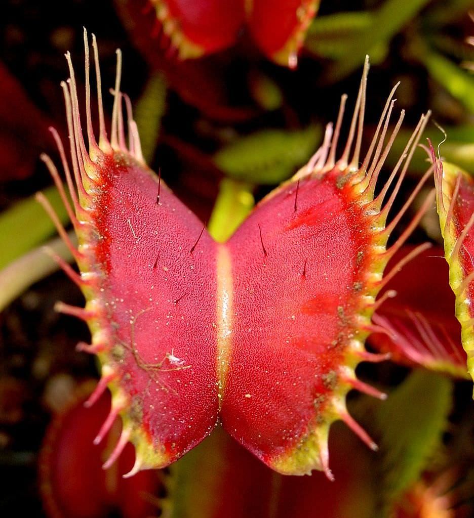 The trap of a Venus fly trap, showing trigger hairs.