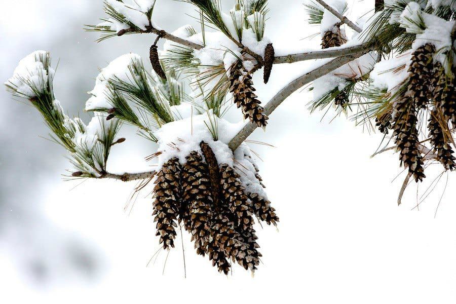 Eastern white pine (Pinus strobus) experiencing winter stress.
