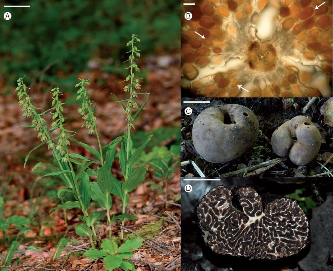 Epipactis neglecta at forest site 9 in the Nördliche Frankenalb in July 2009