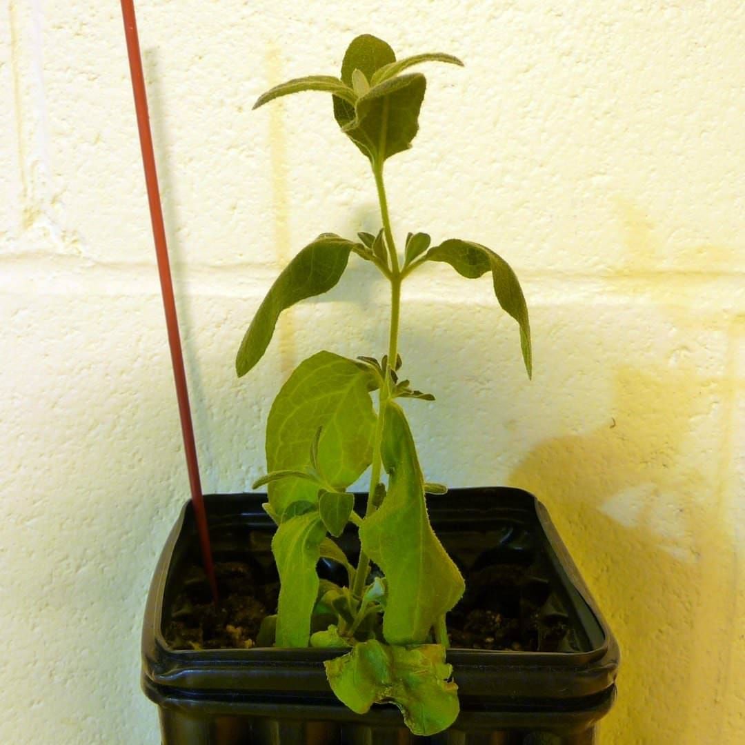 Measuring drought tolerance.