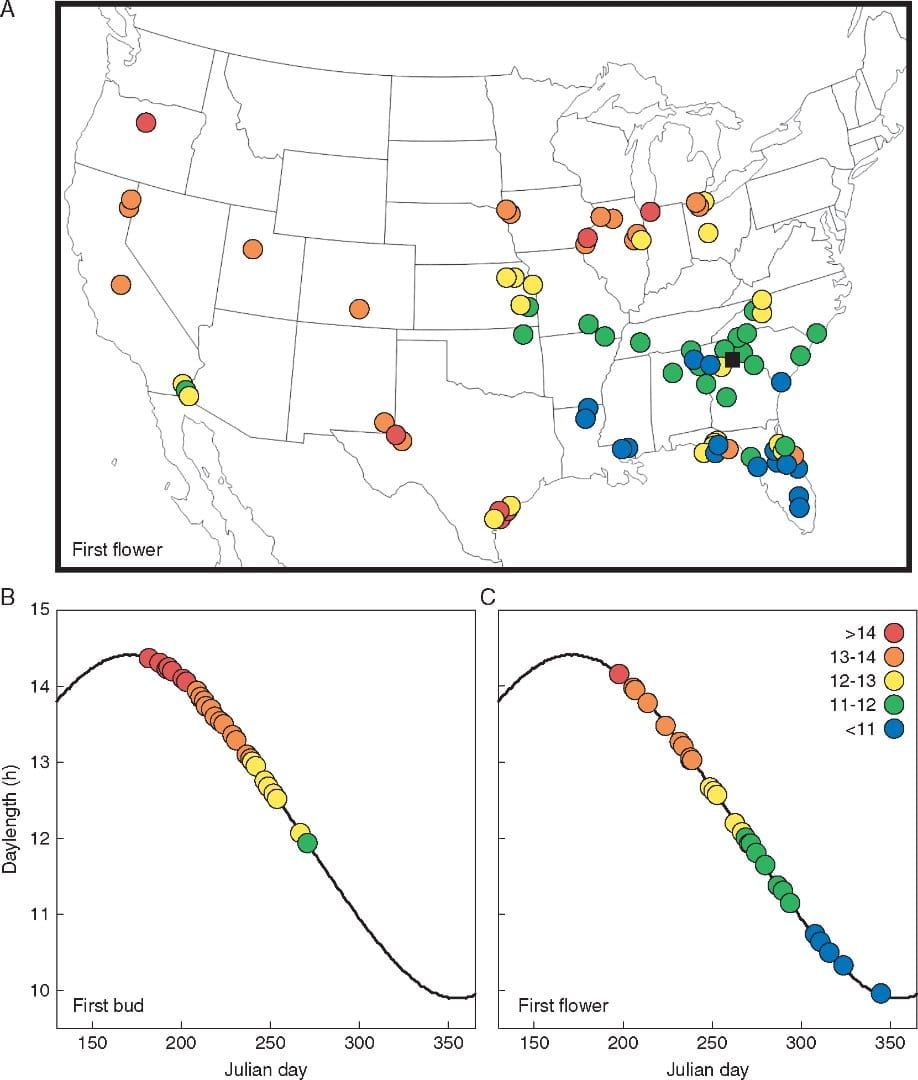 Variation in reproductive timing across Helianthus