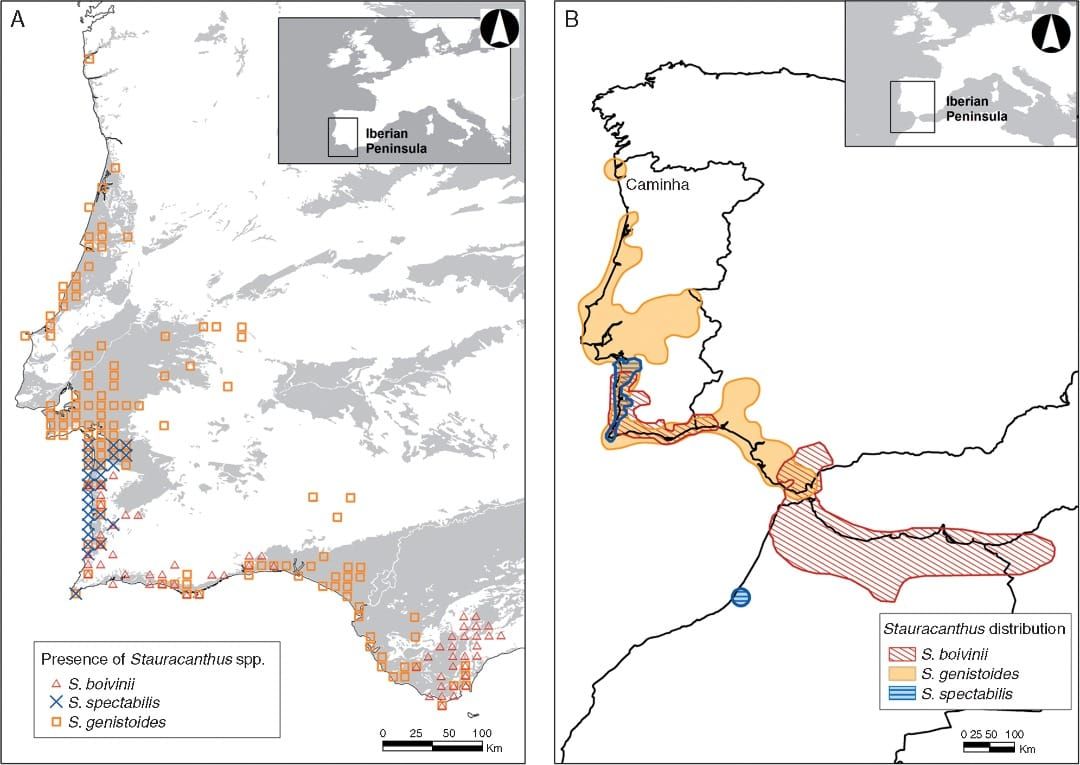Geographical range of Stauracanthus species in the Iberian Peninsula
