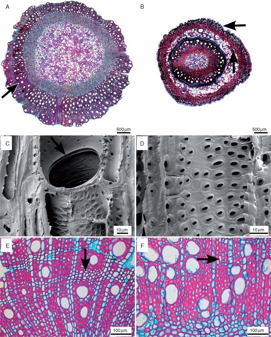 Wood anatomical sections of Nepenthaceae