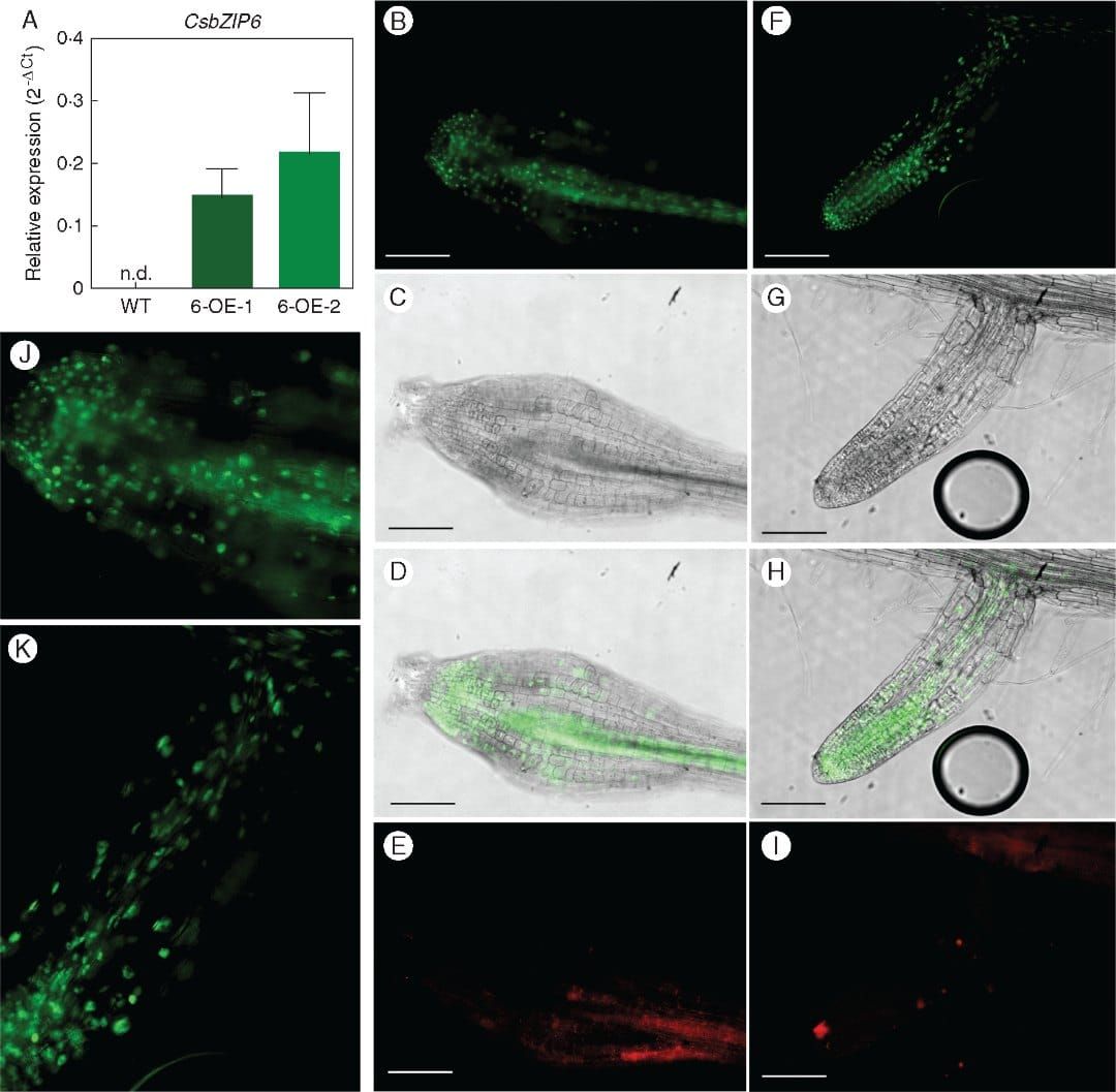Changes in air temperature and CsbZIP6 expression levels in the leaves of six tea plant cultivars during cold acclimation