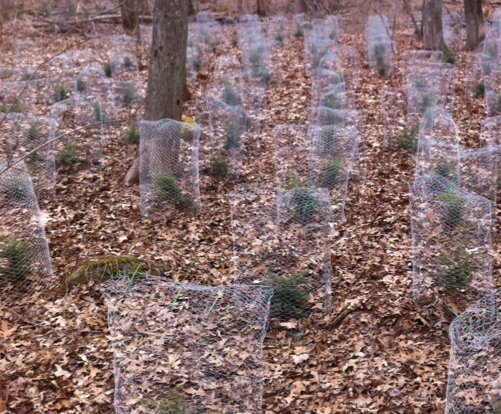 Seasonal variation in effects of herbivory