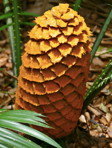 Sex-specific functional traits in cycads
