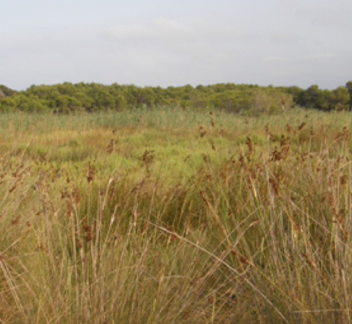 Antioxidant responses under salinity and drought in three wild monocots