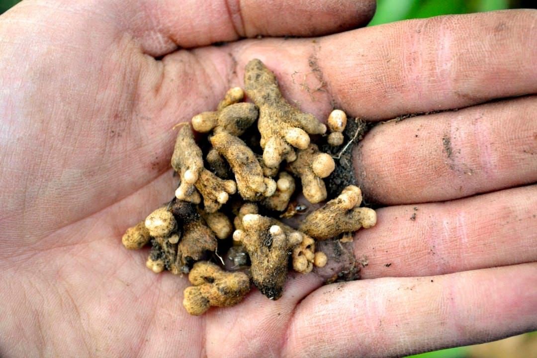 Investigating among the roots of Acacias.