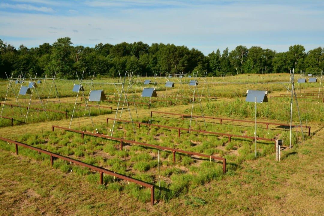 Meadows under heating lamps.