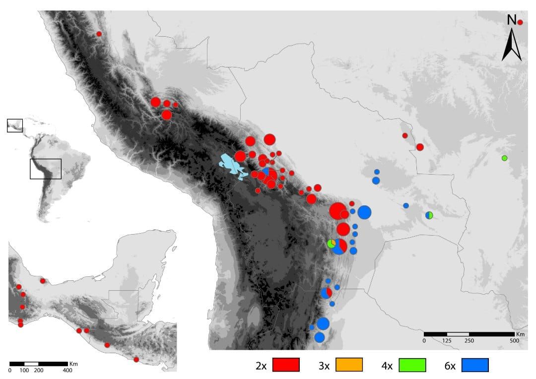 Distribution of studied Fosterella cytotypes.