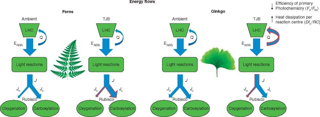 Schematic model depicting the changes in the energy flows of Ginkgo and ferns when acclimated to TJB atmospheric conditions.