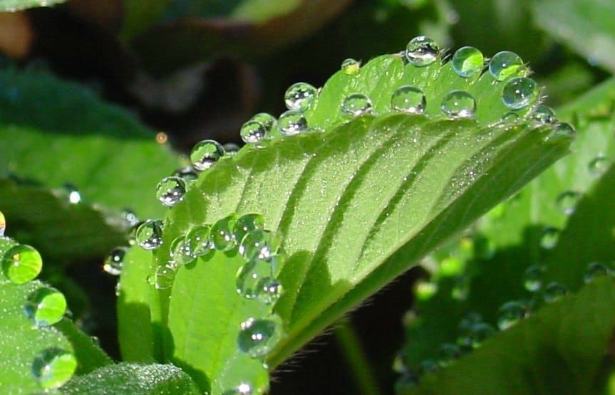 Guttation on a Strawberry leaf